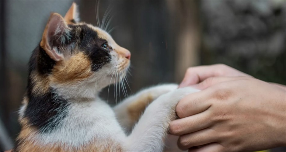 Pawssum - Canberra - 4