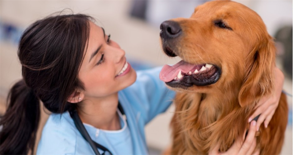 Pawssum - Melbourne & Bendigo image