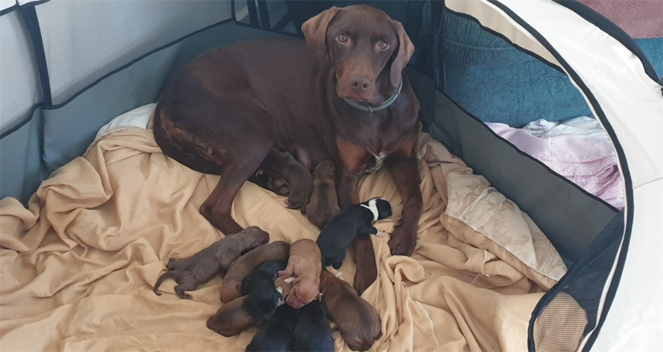 Pawssum - Perth - 2