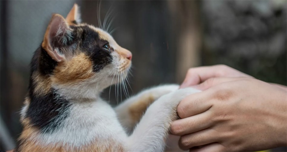 Pawssum - Sydney & Central Coast - 3