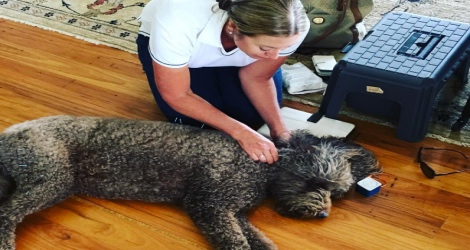 Pet Acutherapy- Gold Coast - 1