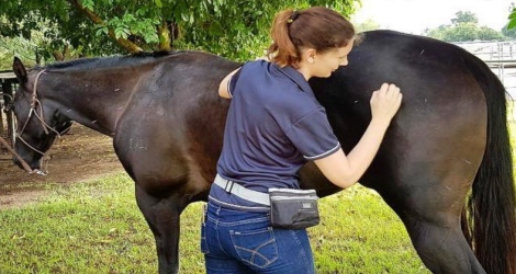 Pet Acutherapy- Gold Coast - 2