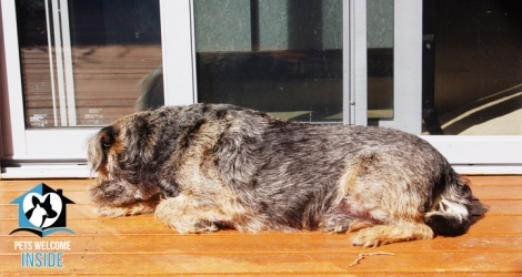 Pet Let - Bartel Blvd, Encounter Bay - 1