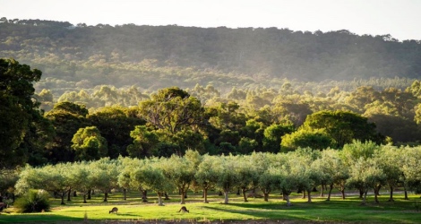 Petra Olive Oil Estate- Chalets - 2