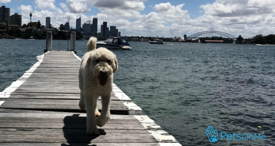 PetsOnMe - NSW - 3
