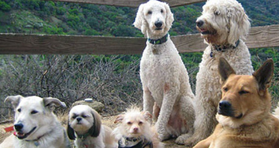 PetsOnMe - NSW - 5