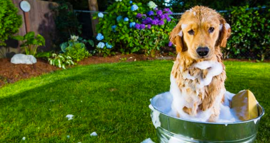 PetsOnMe - NSW - 6