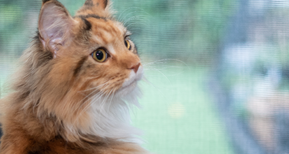 PetsOnMe - QLD - 3