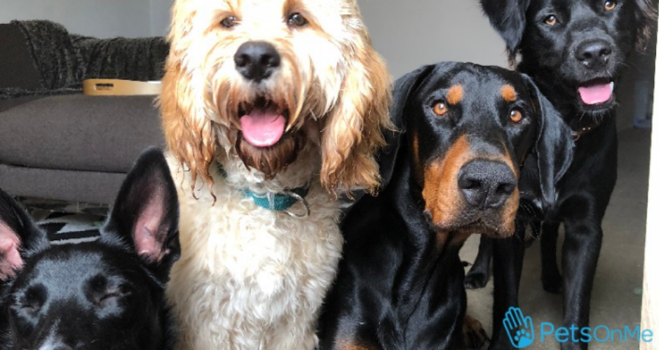 PetsOnMe - QLD - 4