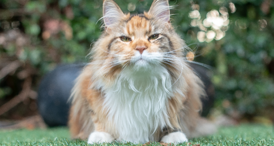 PetsOnMe - SA - 5