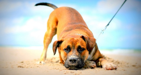 Petstar Photography - 2