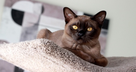Petstar Photography - 3