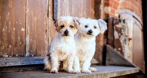 Petstar Photography - 4