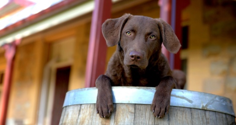 Petstar Photography - 5