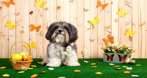 Photo Studio @ Hachi Melbourne - 1