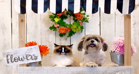 Photo Studio @ Hachi Melbourne - 3