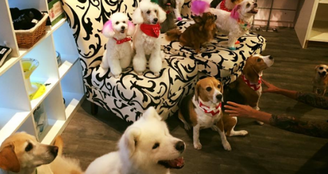 Pooch Avenue - Day Care - 2