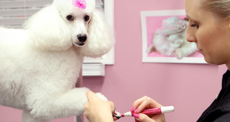 Pooch Avenue - Day Spa & Grooming - 2
