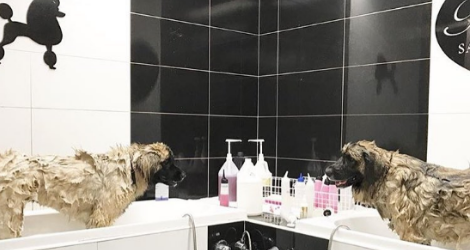 Pooch Avenue - Day Spa & Grooming - 3