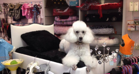 Pooch Avenue - Pet Boutique - 2