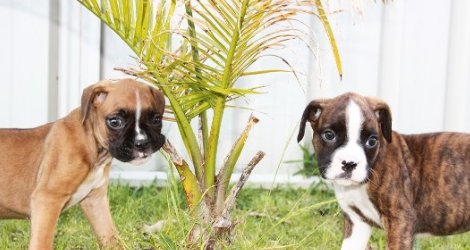Port Stephens Pet Barn - 3