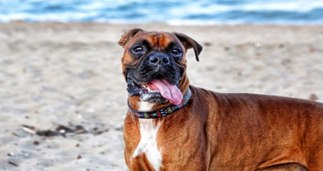 Posh Pooch Pet Photography - 1