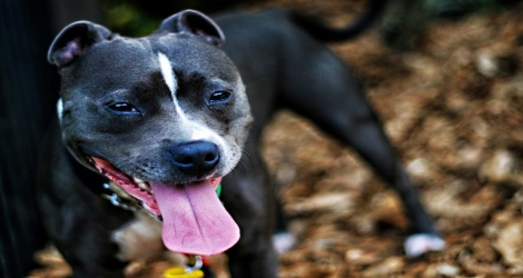 Posh Pooch Pet Photography - 2