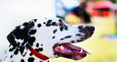 Posh Pooch Pet Photography - 3