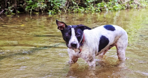 Posh Pooch Pet Photography - 4