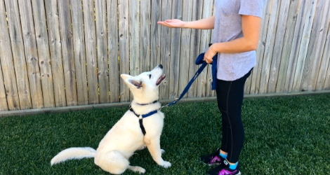 Positive Response Dog Training- Redlands - 1