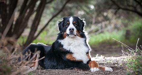 Pupparazzi Pet Photography - 3