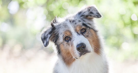 Pupparazzi Pet Photography - 4