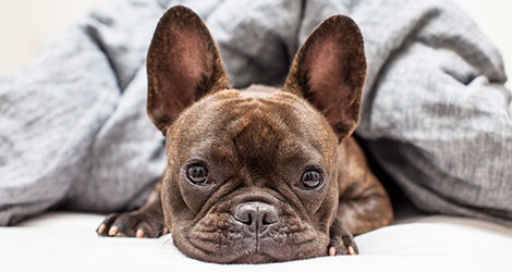 Pupparazzi Pet Photography - 5