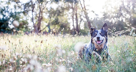 Pupparazzi Pet Photography - 6