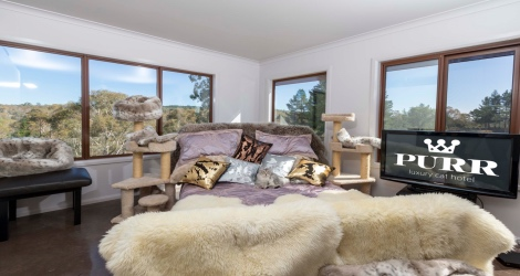 PURR Luxury Cat Hotel - 1