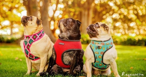 Ragamuffin Pet Photography image