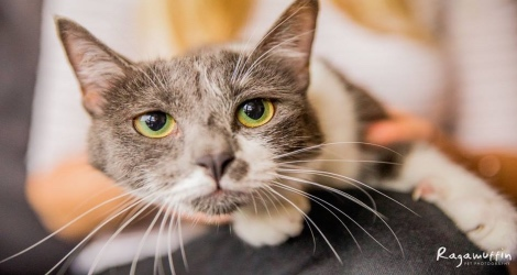 Ragamuffin Pet Photography - 2