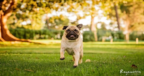 Ragamuffin Pet Photography - 3