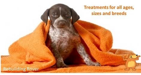 Rebuilding Rover – Massage for Dogs - 2