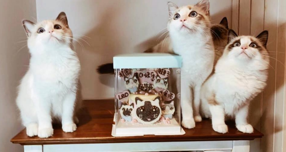 Supaw Pet Bakery - 4