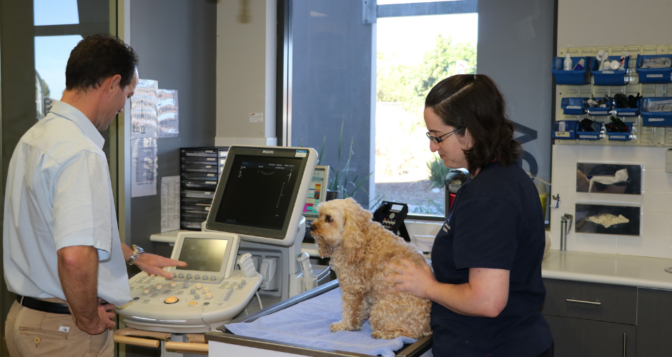 Sydney Animal Hospitals - Kellyville - 2