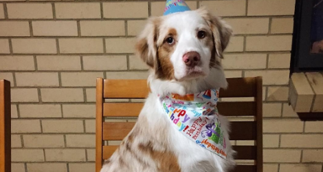 The Woofery - Dog Bakery & Café - 5