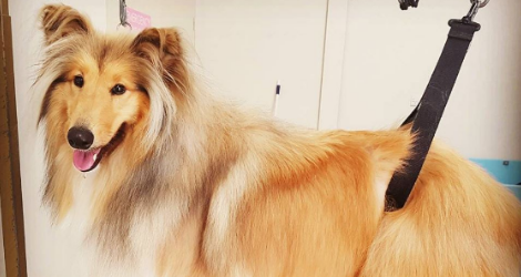 The Woofery - Grooming image