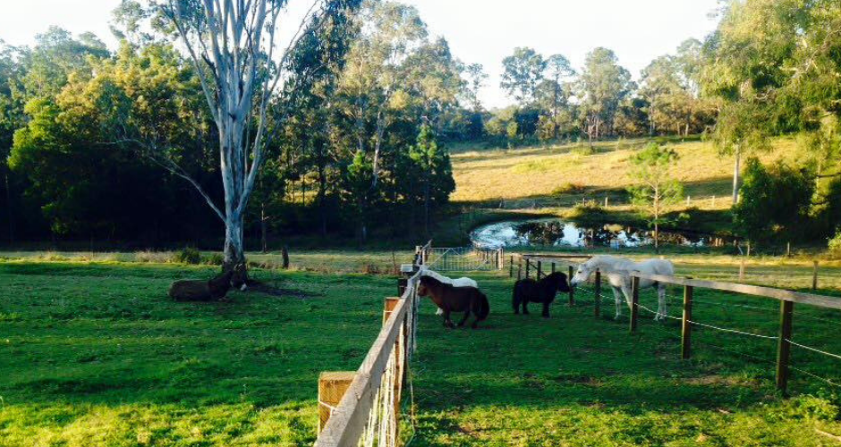 Trevena Glen Farm- Horse Riding Farmstay - 6