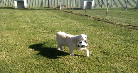 Triple Crown Pet Resort - 2