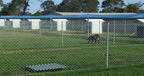 Triple Crown Pet Resort - 3