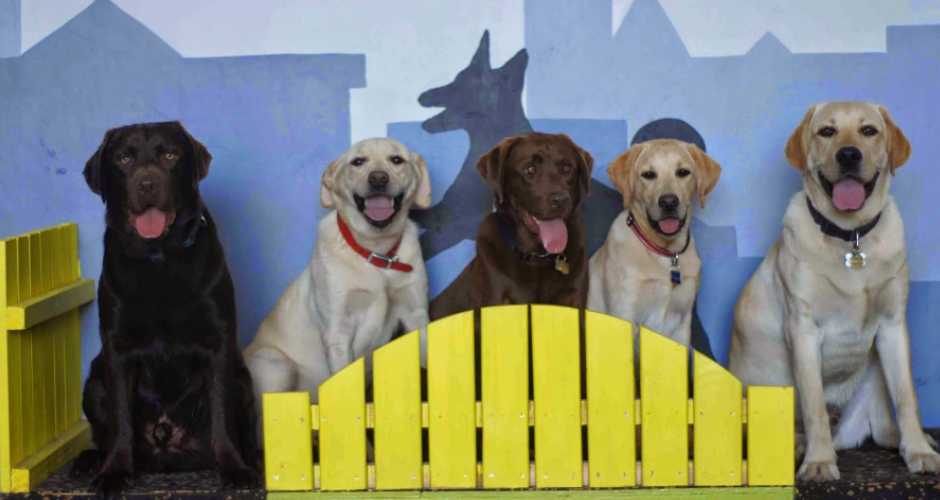 Urban Paws Doggy Daycare & Pet Services - 2