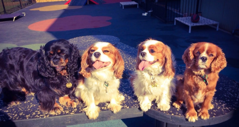 Urban Paws Doggy Daycare & Pet Services - 3