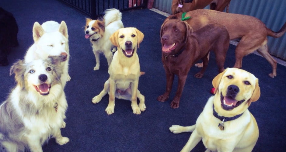 Urban Paws Doggy Daycare & Pet Services - 4