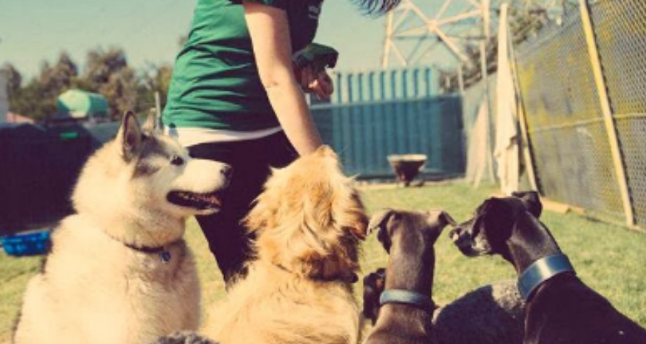 Urban Paws Doggy Daycare & Pet Services - 5